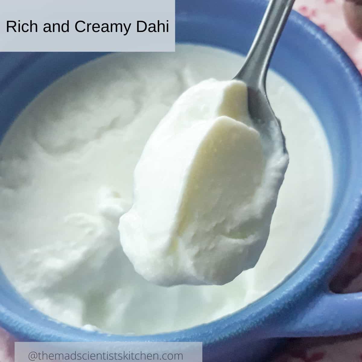 Homemade Indian Yogurt, Dahi