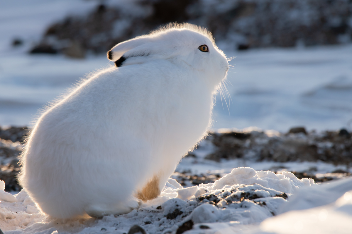 The Arctic Hare lives in the tundra