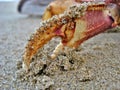 Crab claw in sand