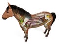 The equine anatomy