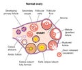 Normal Ovary