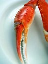 Snow Crab Claw