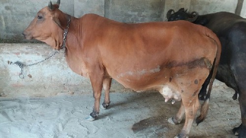 Pure Sahiwal Breed Cow