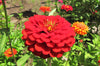 Cherry Queen Zinnia