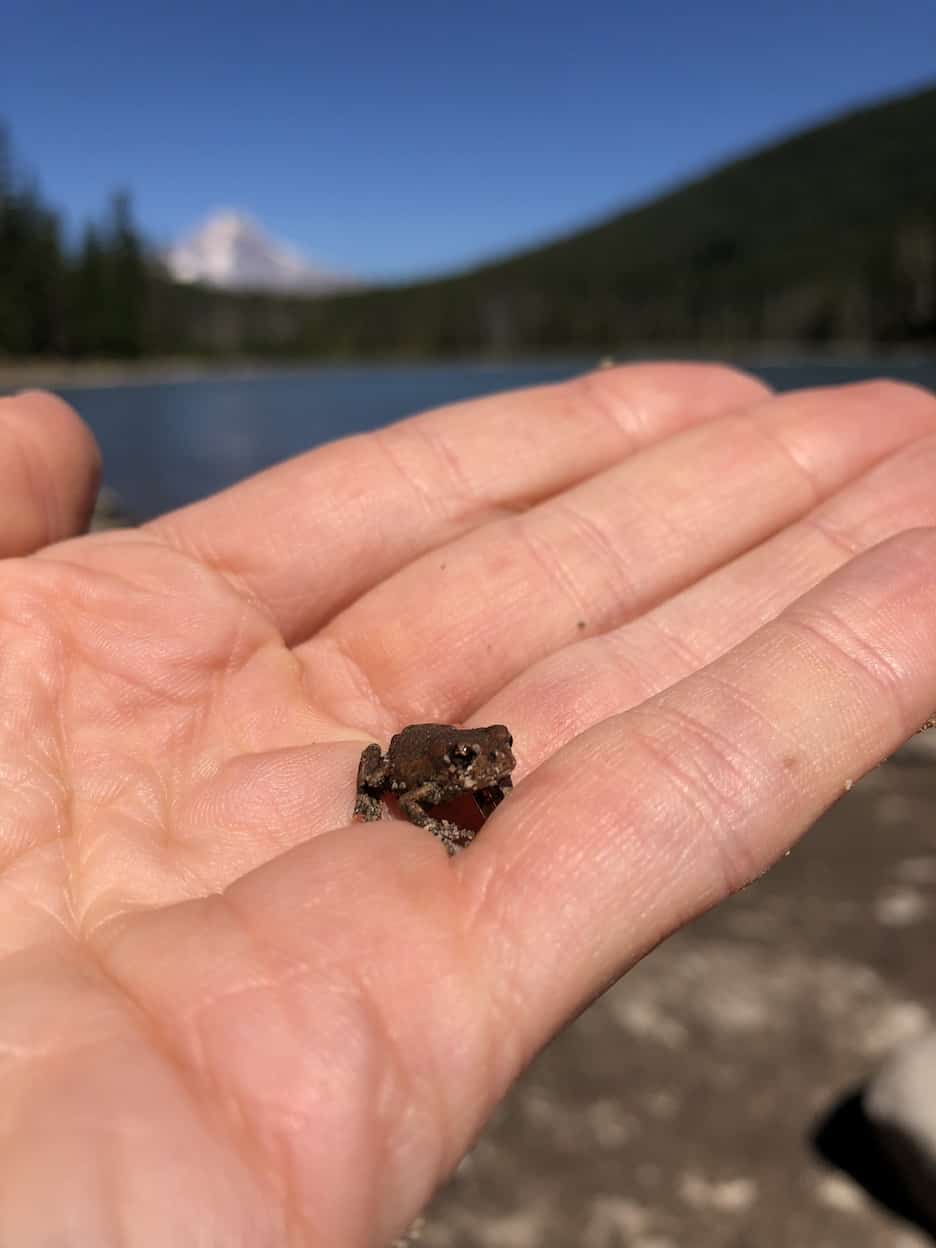 Frogs on Mount Hood