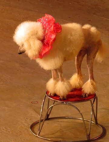 Poodle №15768