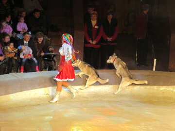 Lobos de circo №15755