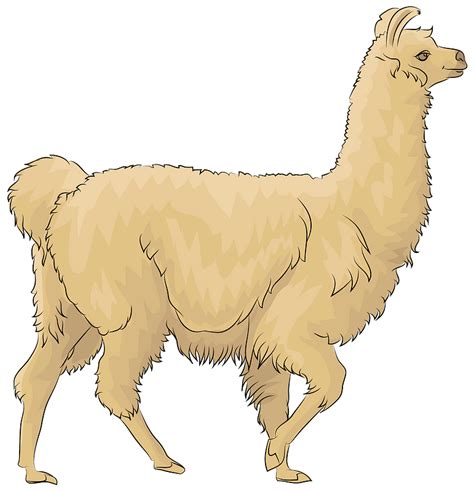 Llama Clipart Free Download Transparent Png Creazilla