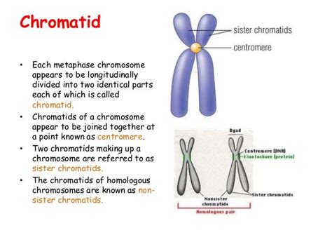 Chromosome Structure And Function