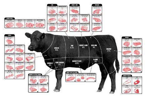 Beef Cuts Of Meat Butcher Chart Cattle Diagram Poster 16in X 24in 16x24 Square Adults Best