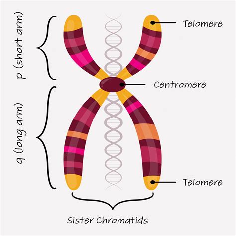 Premium Vector Vector Illustration Diagram Of The Different Parts Of