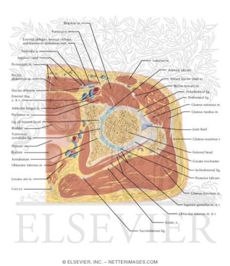 Hip Cross Section Anatomy