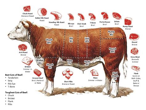 Diagram Of Beef Cuts Of Meat