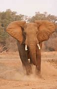 Image result for A pragmatic definition of elephants in internet backbone traffic.