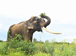 Image result for A pragmatic definition of elephants in internet backbone traffic.