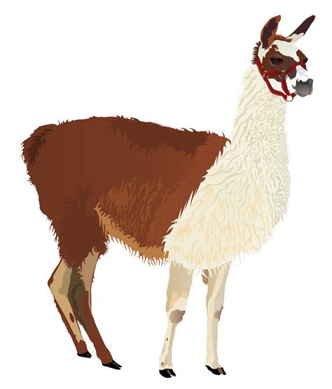 Llama Clip Art Alpaca Png Download 19772313 Free Transparent