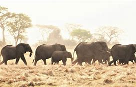 Image result for A pragmatic definition of elephants in internet backbone traffic.