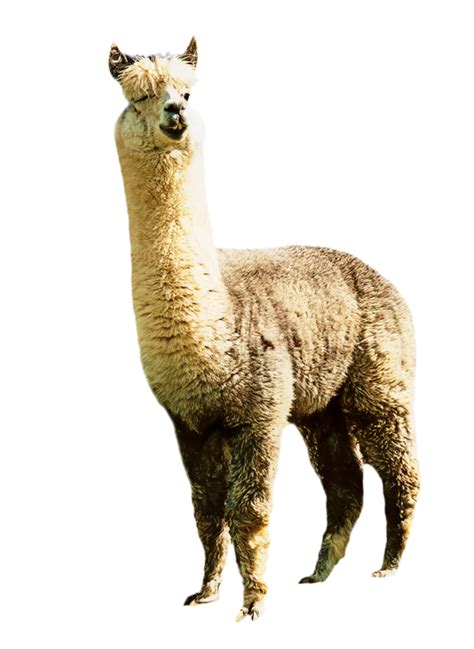 Llama Png Clipart Png Image Collection