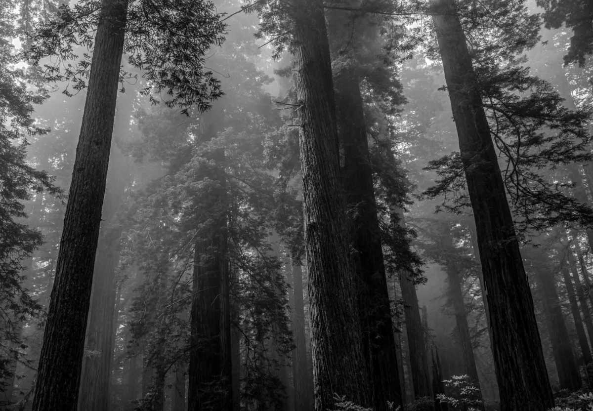 redwoods in fog national park