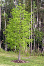 bald cypress tree picture