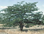 Honey Locust Tree Picture