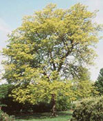 Sunburst Honey Locust Picture