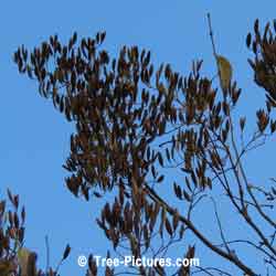 Lilac Seeds Used to Propagate Lilac Tree | Tree:Lilac+Seeds at Tree-Pictures.com