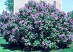 Lilac Blossoms in Spring