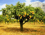 orange tree picture