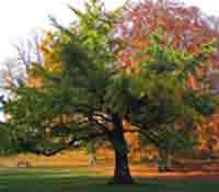 Tree Photos, Ginkgo Biloba Tree Picture