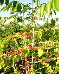 Tree Photography, Coffee Tree Pic