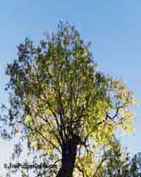 Honey Locust Tree Picture