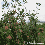 Tree Picture, Apple Fruit Tree Photo