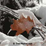 Tree Picture, Apple Tree Orchard Photo