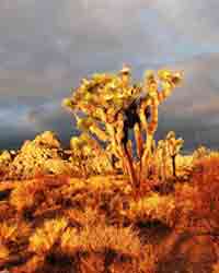 Tree Photos, Joshua Trees Photo