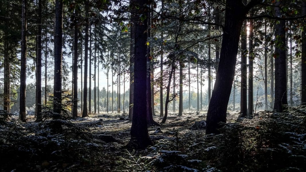 China’s National Forest Parks Are a Popular Destination