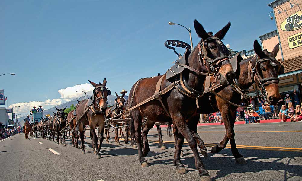 Bishop Mule Days