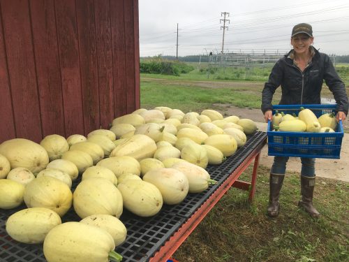 Agricultural and Forestry Experiment Station photo
Research technician Nicole Carter helps harvests over 800 pounds of spaghetti squash as part of the 2020 vegetable variety trials at the Fairbanks Experiment Farm.