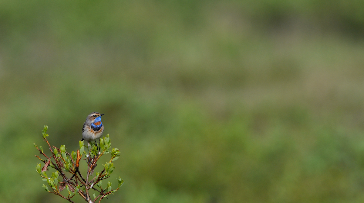 A bluethroat bird sits atop a shrub in Nome, Alaska.