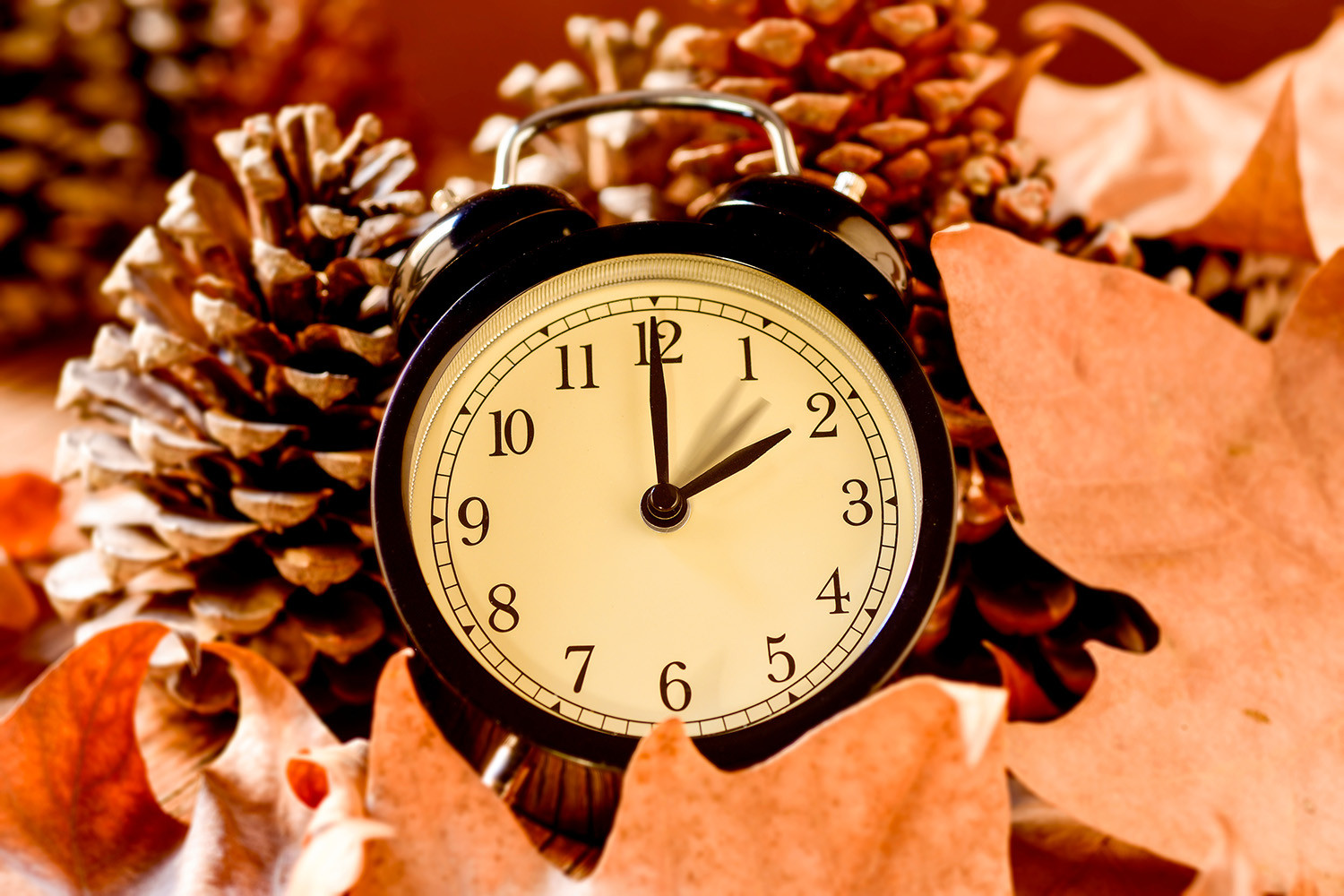 Photo of a traditional alarm clock sitting among fall colored leaves and large pine cones.