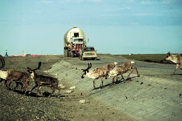 Caribou crossing the haulroad