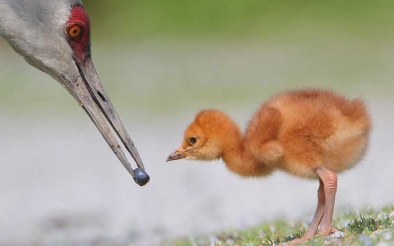 Crane Chick