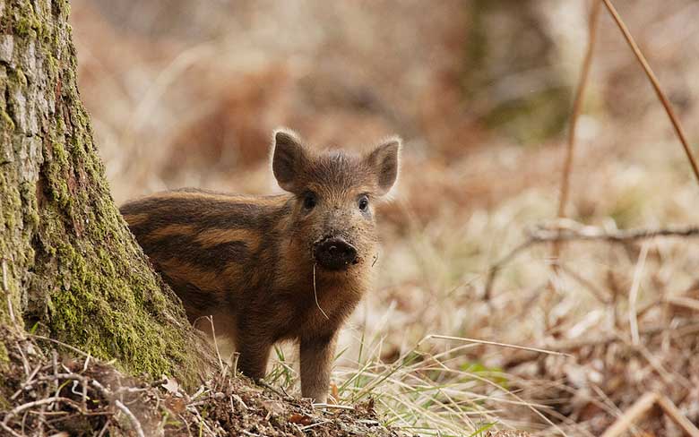 Boar Piglet