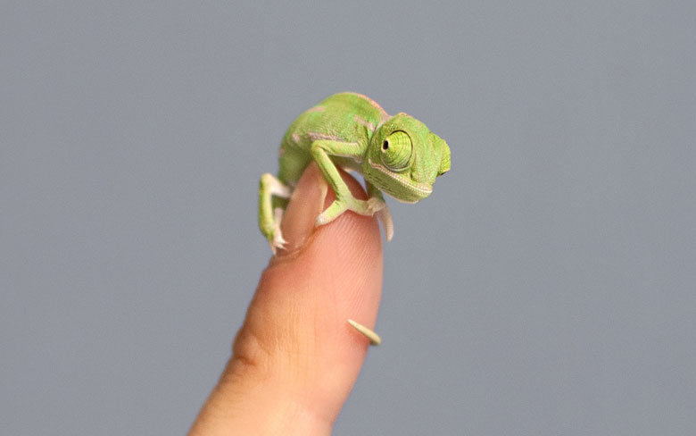 Baby Chameleon