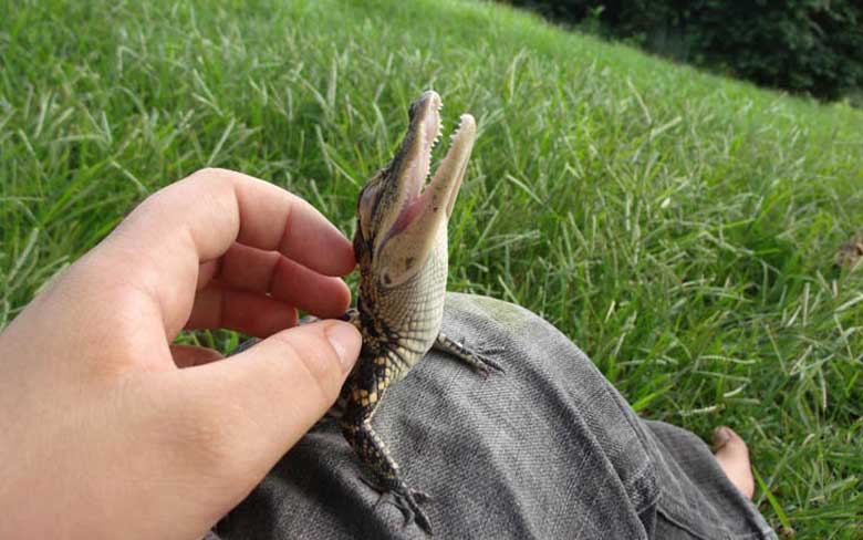 Baby Crocodile