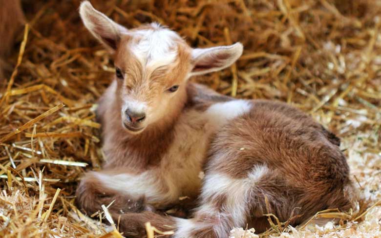 Baby Goat