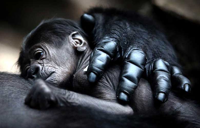 Baby Gorilla