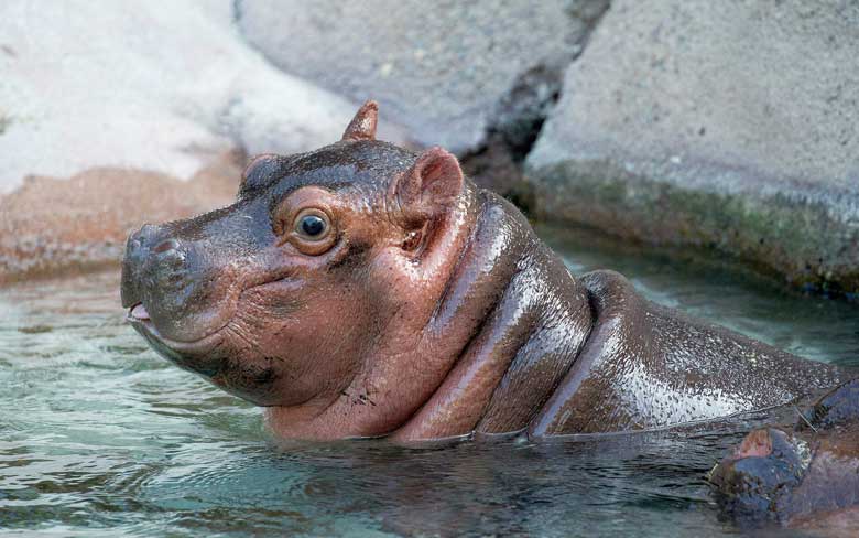 Baby Hippo