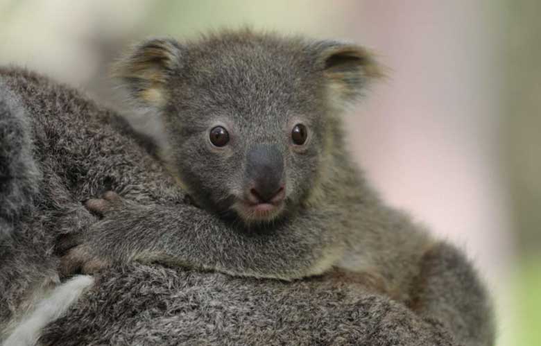 Baby Koala