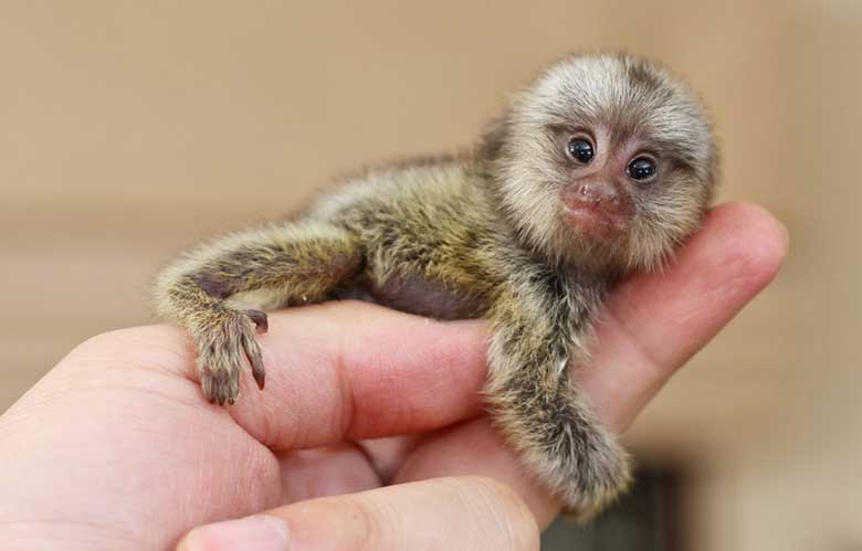 Baby Marmoset